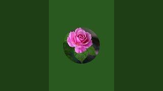 @Rajeswari. KRSK , is live!