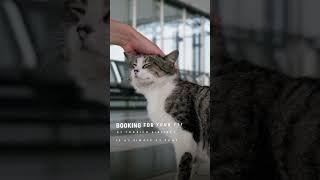 Fly With Your Furry Friends - Turkish Airlines