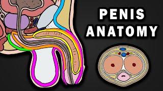 ANATOMY OF THE PENIS