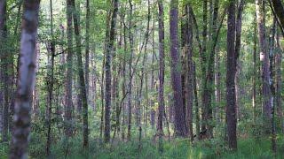 The Daly Farm: Excellent Wildlife Habitat, Merchantable Timber, Over 123 +/- Acres Of Ag Fields!