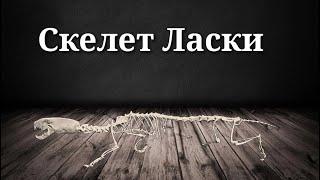 Скелет Ласки - Таксидермия | Авторская таксидермия | Скелеты животных