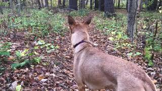 Helping Hounds Dog Rescue - Sydney from Syracuse