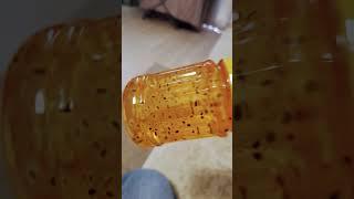это лягушкин сын
