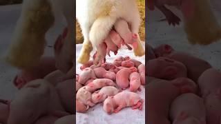 Rabbit Growth - 5 Baby Rabbits 1 To 17 Days