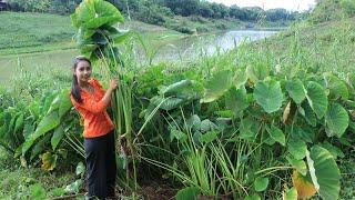 Harvest taro in my homeland river side - Healthy vegetable