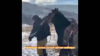 The horse drags the owner by the collar