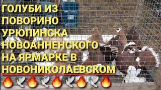 Голуби из Поворино, Урюпинска, Новоанненского на ярмарке в Новониколаевском. Nikolaev pigeons. 鸽子.