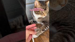 The rarest cat ever #shorts #cat #funny