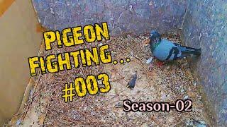 Pigeon Fight  ||  Not allowing other pigeons into the nest || Season-02