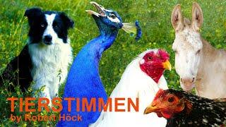 10 minutes of HAPPY FARM ANIMALS with their natural voices - FOR KIDS - peafowl, dog, sheep,  geese