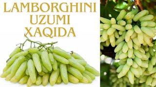 Lamborghini uzumi xaqida-About Lamborghini grapes #lamborgini #grape