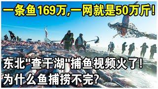 東北“查幹湖”捕魚視頻突然爆火！一網可捕50萬斤魚，一條魚賣169萬！這些魚從哪來的？為什麼捕不完？