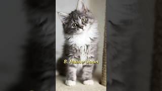 Top 10 Most Beautiful Cat Breed In The World #shorts #viral