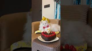 He is 3 now ️ Happy birthday tusky  #cat #cuteanimal #birthday