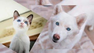 FUNNY CATS AND DOGS VIDEOS #172