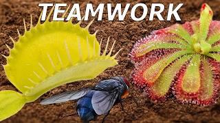 How Carnivorous Plants Hunt Together