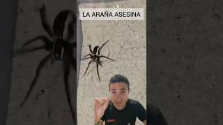 Cuidado con esta ARAÑA. #supervivencia #emergencia #sabiasque