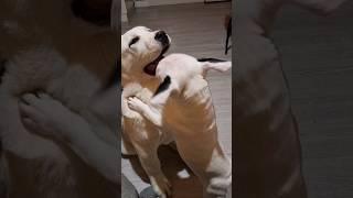 Минибулька Хрюша-настоящий Волкодав!#dog #сао #щенки #минибуль #minibull