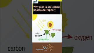 Why plants are called photoautotrophs