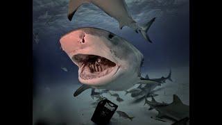 Tiger Shark Eats Camera and spits in out on the sand.