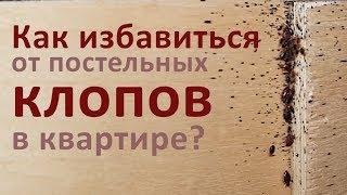 Как избавиться от постельных клопов в квартире?