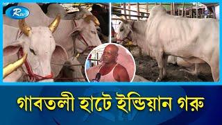 যেভাবে ইন্ডিয়ান গরু আসে দেশে! Indian Cow | Gabtoli Gorur Hat | Rtv News