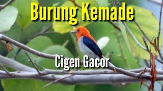 Burung kemade cabe cabean cigen bocor