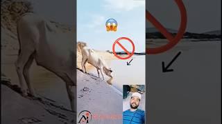 Ya Allah Raham Ata farma #emotional #sad #help #cow #shortsfeed #viral