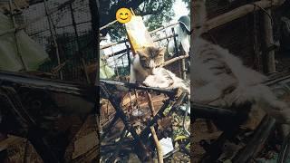 cute cat  mangy#shorts