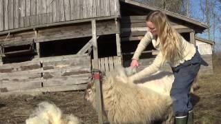 Shearing beautiful Lucy