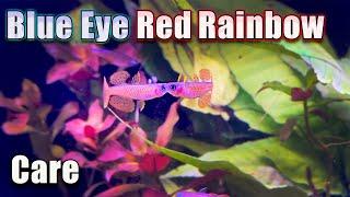 Tiny Little Show-Off! Blue Eye Red Rainbow Fish Care