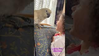 Cockatoo alba loves children very much, какаду альба очень любит детей. #shorts