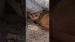 화난눈큐리 #cat#고양이#브리티쉬숏헤어#냥춘기#반려묘 #빡침#catshorts#kitten#cute