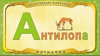 Мультипедия животных - Буква А - Антилопа