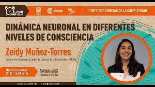 Lunch Complejo del C3: Dinámica neuronal en diferentes niveles de consciencia