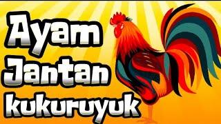 AYAM KUKURUYUK  LAGU UNTUK ANAK ANAK 🪅