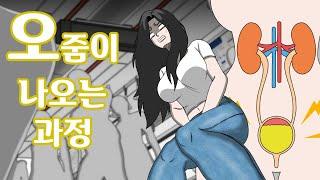 소변이 나오는 과정 애니메이션/The Process of Urination - Animation