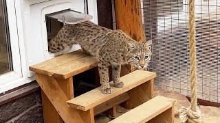 BOBCAT RUFUS GOT A CAT FOR HIS BIRTHDAY / Reaction of sand cats to natural food