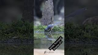 White Rumped Shama (F) having a sip of water | Tamhini Natures Nest Hide