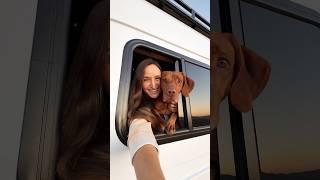 Mornings in the window with my little love  #vanlife #solotravel #vizsla #vanlifediaries