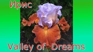 Ирис Valley Of Dreams