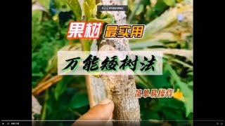 果樹最實用的萬能矮树的方法