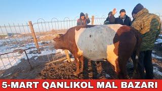 5-МАРТ/КАНЛЫКОЛ МАЛ БАЗАРЫ/СКОТНЫЙ РЫНОК/BUQALAR/BIG BULLS IN THE WORLD/BIG COW