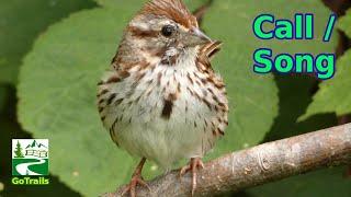 Song sparrow singing / call sounds | Bird