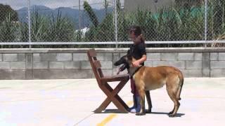 PASTOR BELGA MALINOIS Y NIÑA DE 4 AÑOS. RING FRANCÉS. 2