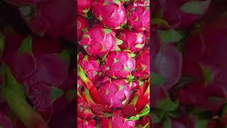 amazing dragon fruits | #shorts | #dragonfruit #amazing