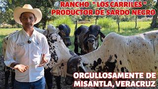 EL UNICO RANCHO PRODUCTOR DE GANADO SARDO NEGRO DE REGISTRO EN LA ZONA DE MISANTLA, VERACRUZ.