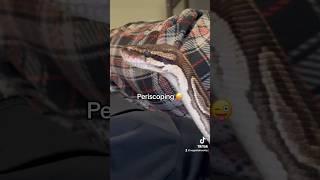 Periscoping  #ballpython #snake #animals #pets #periscope #snakevideo #beautifulanimals