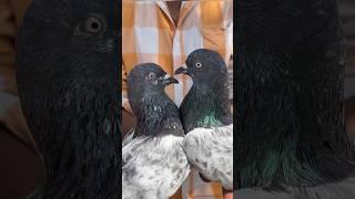 Jama masjid kabootar market delhi pigeon market Delhi white pigeons shorts #short #shorts