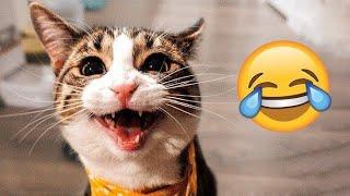 Самые смешные животные  Приколы с котами и собаками 2025